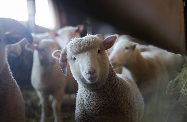 central sheep breeding farm